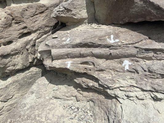 Dinosaur bone in the rock just off the hiking trail.