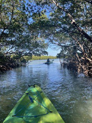 Kayaking the mangroves on Lido Key