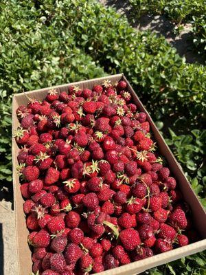 U-pick strawberries