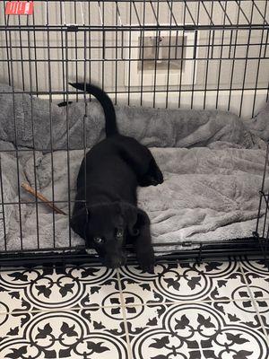 Kylo loves hanging out in his crate.