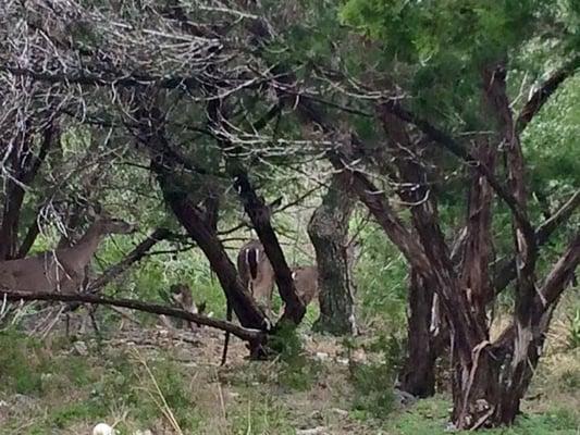 Family of deer. My tiny dog thinks she can catch one.