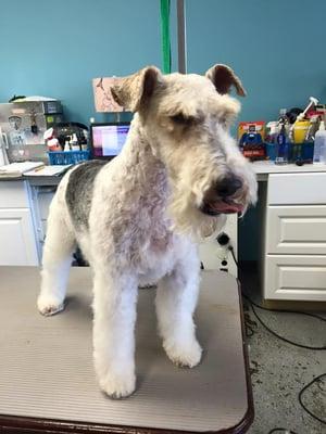 wire fox terrier