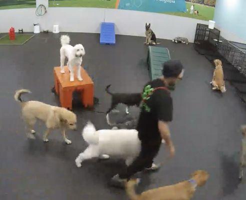 Dog being dragged across room by collar