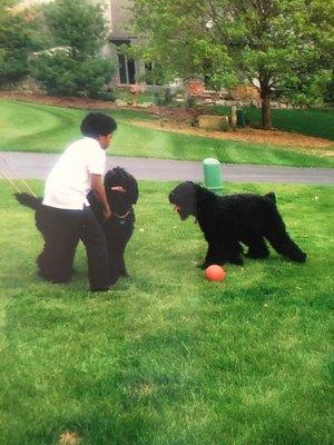 Black Russian Terrier Training