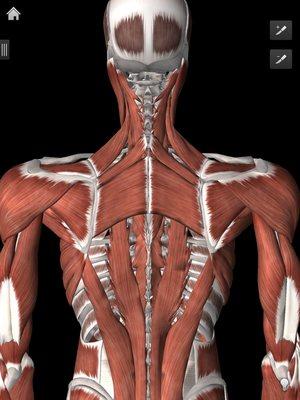 Muscles that lie under the superficial trapezius, including rhomboids, suprapinatus, and levator scapula.