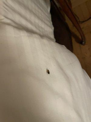 Cockroach on our bed