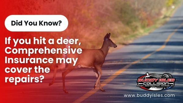 Did a deer cross your path? Comprehensive Insurance may cover the damage! Stop by our shop for expert repairs and hassle-free help!