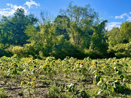 Sunflower field beside driveway