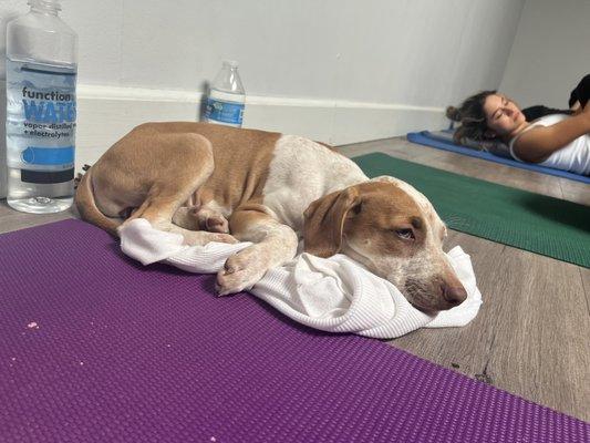 Puppy Yoga ‍