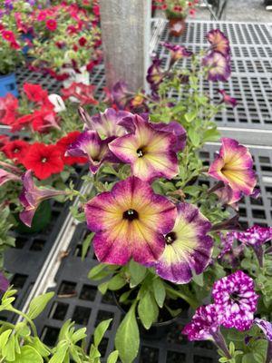 Most unusual colors of petunias. Beautiful!