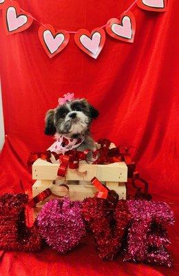 First time grooming appointment and photo done done by Julie before Valentine's Day