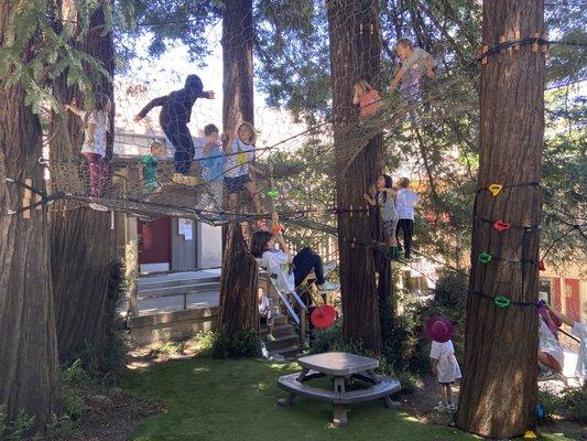 Climb a custom treenet in the shade of a redwood grove