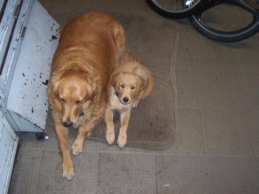 Shop mascots, Ginger and Raleigh