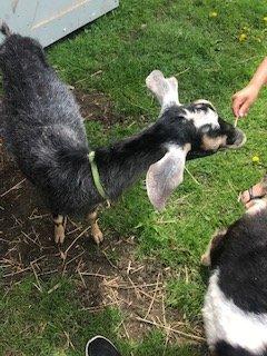 Goat yoga