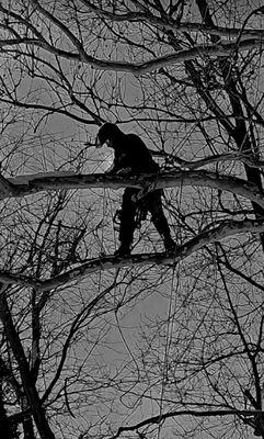 In a snow storm getting a big sycamore branch from over a home