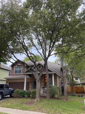 Pruned trees and cleared from roof