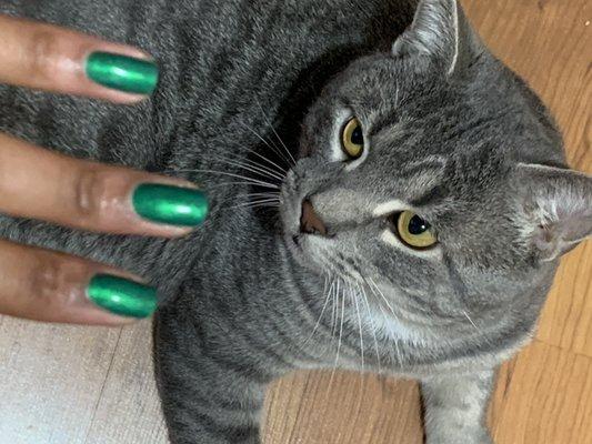 Greybear approves of the nails !! Thanks Lillian3