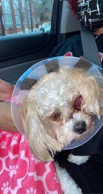 Coco's injured eye that occurred at Camp Bow Wow South Asheville