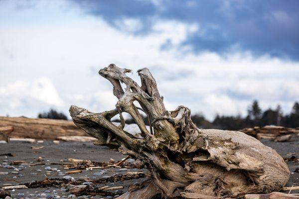 Dungeness Spit