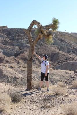 Joshua trees