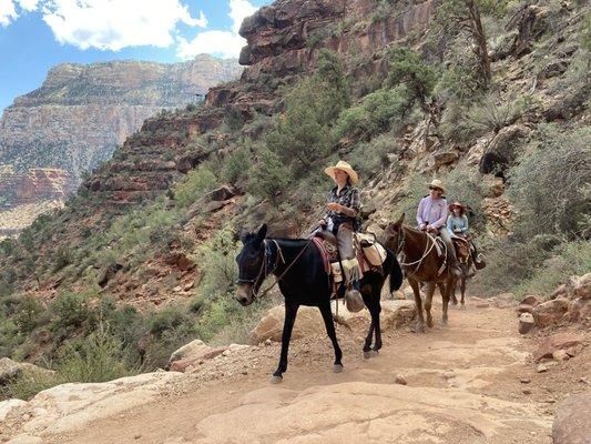 Mules along Bright Angel