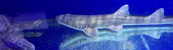 Bamboo shark for sale