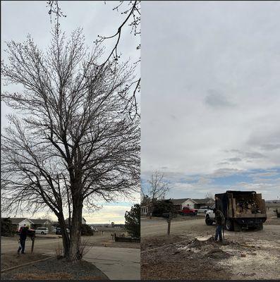 Silver maple removal