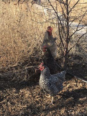 Roosters and Chickens are part of the party at Crabtree Brewing!