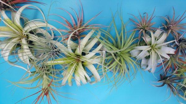 So many different kinds of airplants!!!