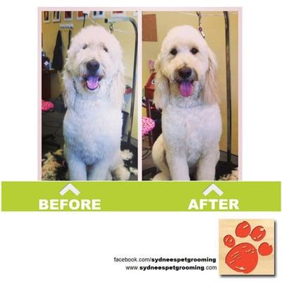 Harlie's BEAUTIFUL before and after, groomed by Krystal this week in San Marcos shop.