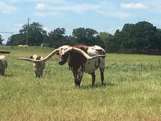 Longhorn anyone?! Beautiful Country in Chickasha.