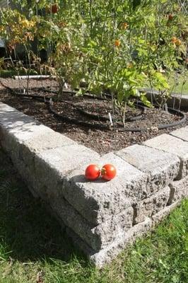 raised vegetable bed