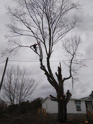 Removing a large maple tree