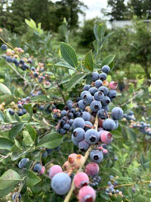 Blueberry clusters