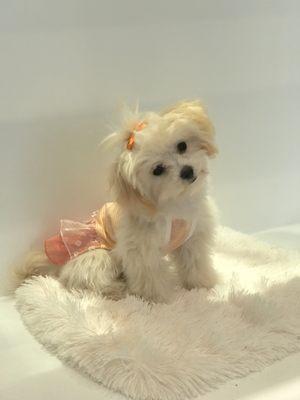 Remy my 6 month old MALSHIPOO wearing new summer dress from Petite Pets