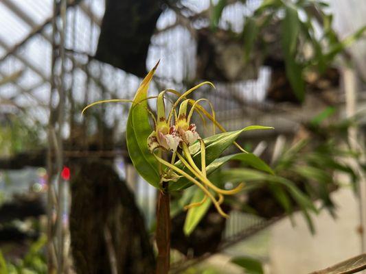 Dendrobium Orchid