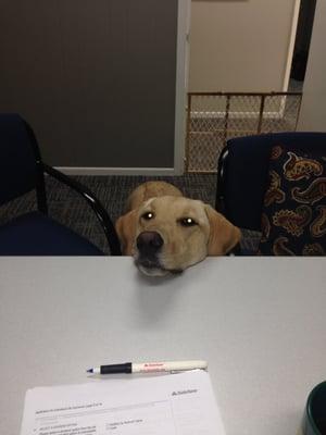 Office dog Gracie