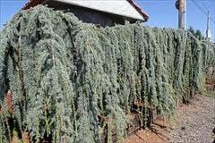 Weeping Blue Atlas Cedar