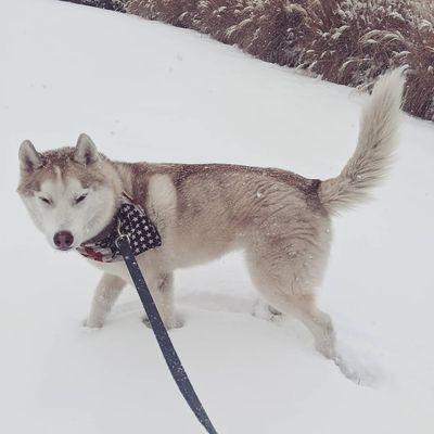 Miko loving his Winter weather dog walk!