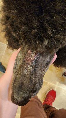 This is the injury my dog received from grooming AFTER the blood was cleaned off. I was not told about this at all.