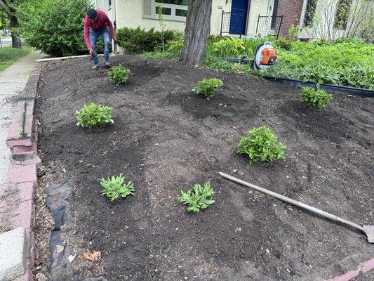 Some old shrubs were removed and new plants were put on, Fabric and Much