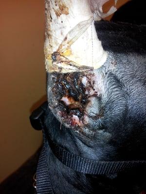 The Infected, posted, taped ear that Vet said was normal. 5/4/2012