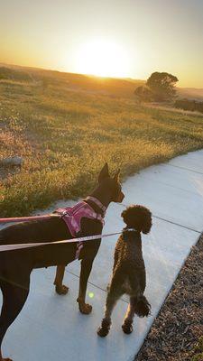 Eevee going for a walk with Missy