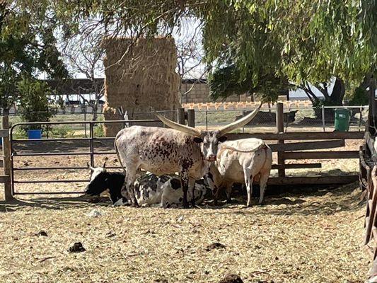 African Watusi Bull and Cow