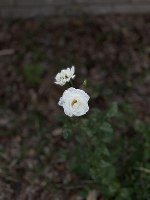 White Roses.