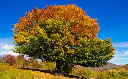 Tree service burleson