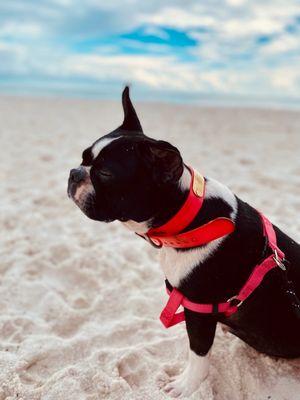 Pensacola Dog Beach