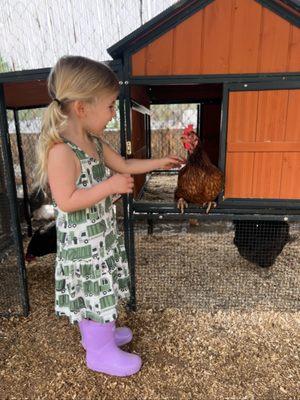 Child caring for our rooster during animal care on our 5 acre Montessori campus.