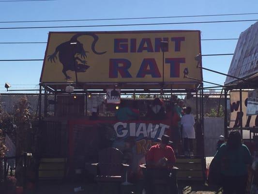 Giant Rat!