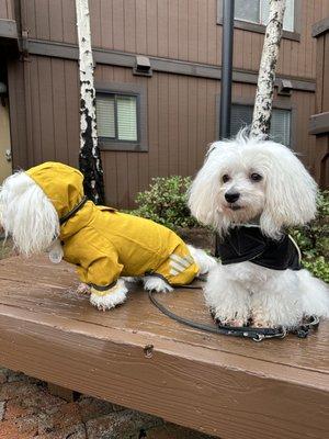 Coton de Tuléar Dogs outfitted for rainy weather